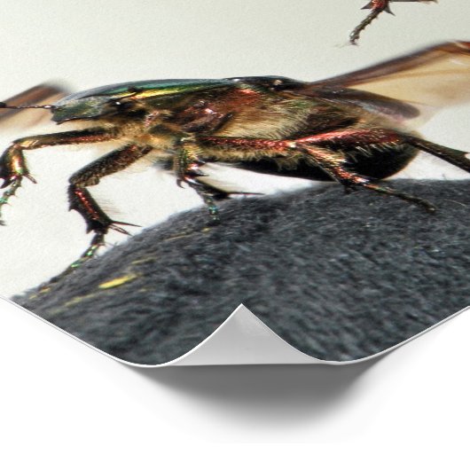 Cetonia aurata-start poster (Hoek)