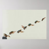 Cetonia aurata-start poster (Voorkant)