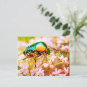 Cetonia kever op witte bloem briefkaart (Staand voorkant)