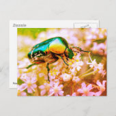 Cetonia kever op witte bloem briefkaart (Voorkant / Achterkant)