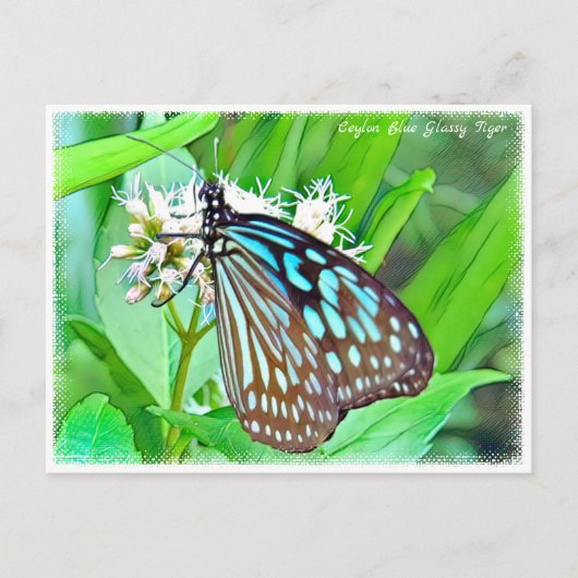 Ceylon Blue Glassy Tiger Briefkaart (Voorkant)