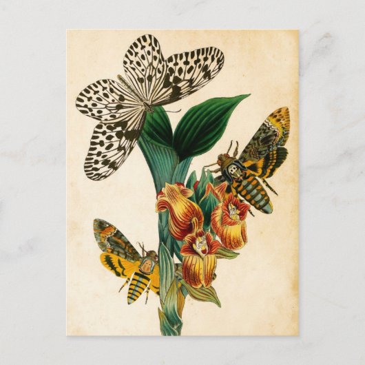 Ceylon Tree Nymph Butterfly & Acherontia Moths Briefkaart (Voorkant)