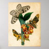 Ceylon Tree Nymph Butterfly & Acherontia Moths Poster (Voorkant)