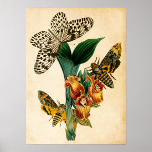 Ceylon Tree Nymph Butterfly & Acherontia Moths Poster
