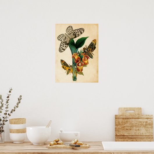 Ceylon Tree Nymph Butterfly & Acherontia Moths Poster (Keuken)
