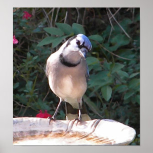 CF- Funny Blue Jay Poster