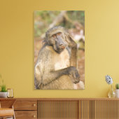Chacma Baboon (Papio ursinus) krast zijn Canvas Afdruk (Insitu (Woonkamer))