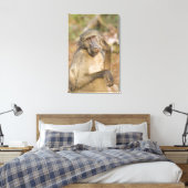 Chacma Baboon (Papio ursinus) krast zijn Canvas Afdruk (Insitu (Slaapkamer))