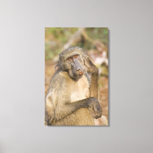 Chacma Baboon (Papio ursinus) krast zijn Canvas Afdruk (Voorkant)
