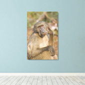 Chacma Baboon (Papio ursinus) krast zijn Canvas Afdruk (Insitu (Houten vloer))