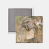 Chacma Baboon (Papio ursinus) krast zijn Magneet (Voorkant / Achterkant)