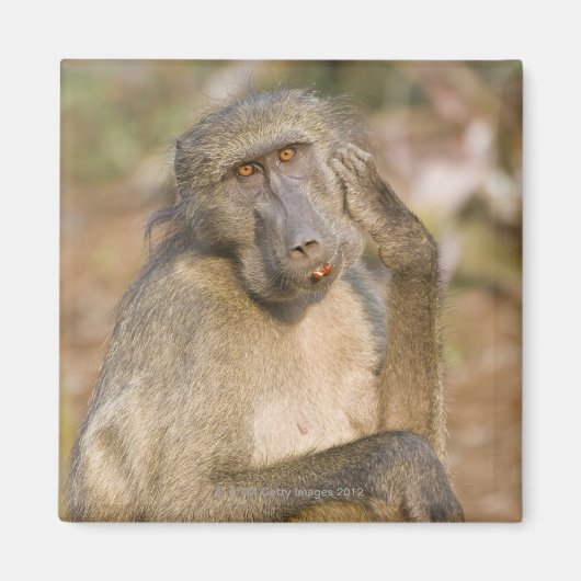 Chacma Baboon (Papio ursinus) krast zijn Magneet (Voorkant)