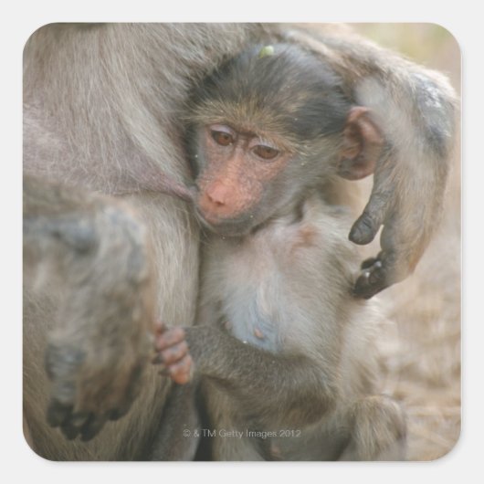 Chacma Baboon, Papio ursinus met jong, Kruger Vierkante Sticker (Voorkant)