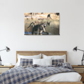Chacma Baboons (Papio ursinus) die door Canvas Afdruk (Insitu (Slaapkamer))