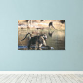 Chacma Baboons (Papio ursinus) die door Canvas Afdruk (Insitu (Houten vloer))