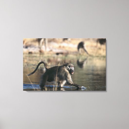 Chacma Baboons (Papio ursinus) die door Canvas Afdruk (Voorkant)