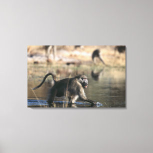 Chacma Baboons (Papio ursinus) die door Canvas Afdruk