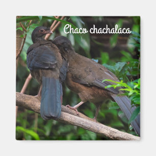 Chaco chachalaca magneet