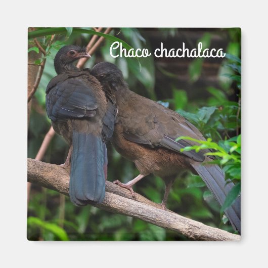 Chaco chachalaca magneet (Voorkant)