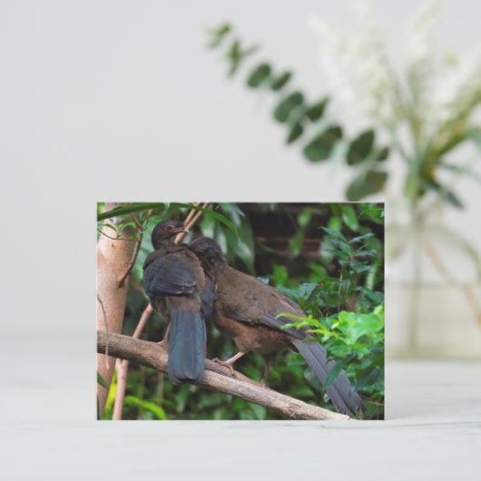 Chaco chachalacas briefkaart (Staand voorkant)