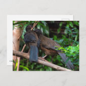 Chaco chachalacas briefkaart (Voorkant / Achterkant)