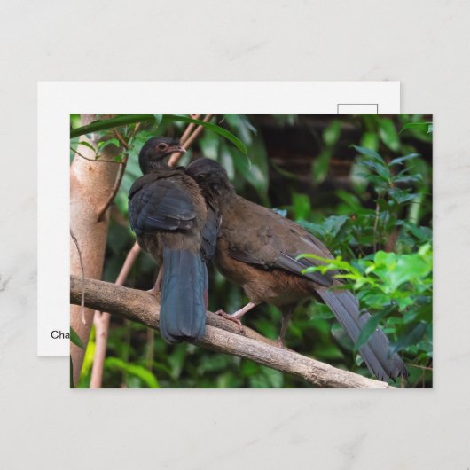 Chaco chachalacas briefkaart (Voorkant / Achterkant)