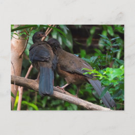 Chaco chachalacas briefkaart