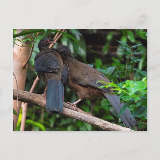 Chaco chachalacas briefkaart (Voorkant)