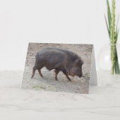 Chacoan Peccary #2 Kaart (Voorkant)