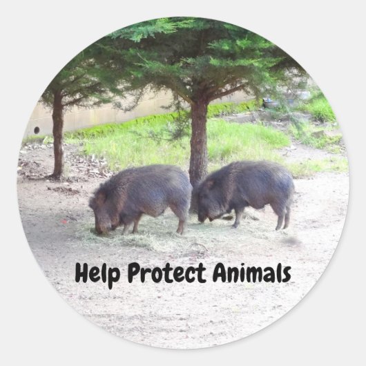 Chacoan Peccary #3 Stickers (Voorkant)