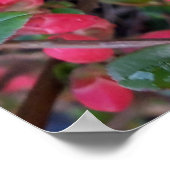Chaenomeles japonica, sierkwee poster (Hoek)