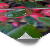 Chaenomeles japonica, sierkwee poster (Hoek)