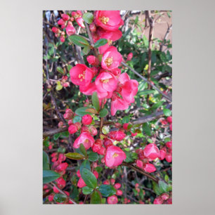 Chaenomeles japonica, sierkwee poster