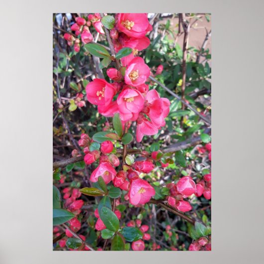 Chaenomeles japonica, sierkwee poster (Voorkant)