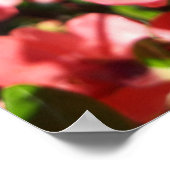 Chaenomeles japonica, sierkwee poster (Hoek)