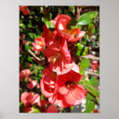 Chaenomeles japonica, sierkwee poster (Voorkant)