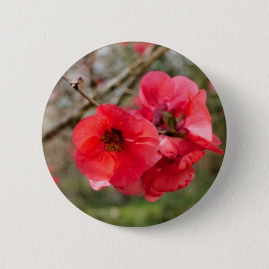Chaenomeles speciosa Badge Ronde Button 5,7 Cm (Voorkant)