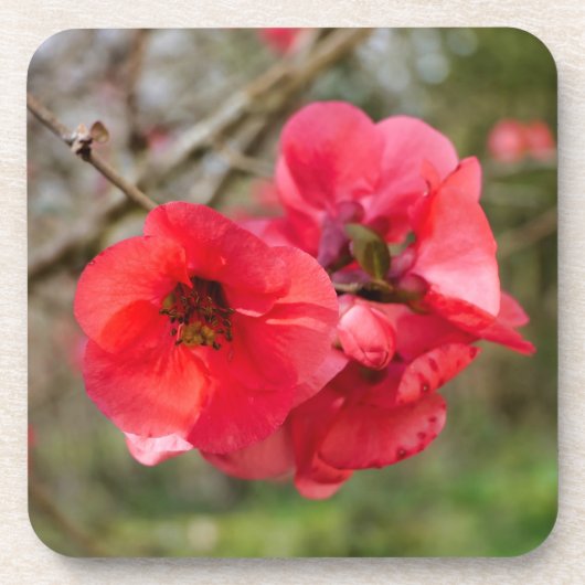 Chaenomeles speciosa bier onderzetter (Voorkant)