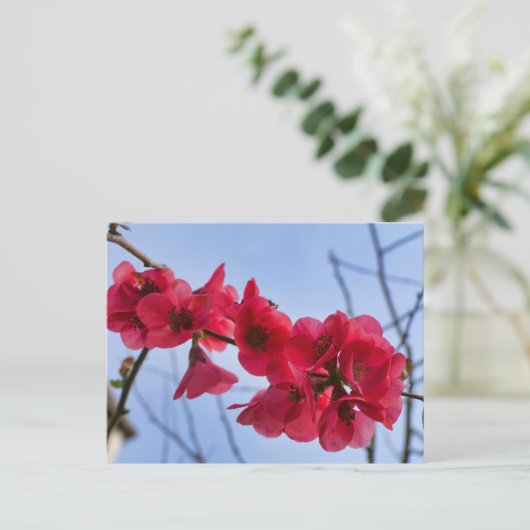 Chaenomeles speciosa briefkaart (Staand voorkant)