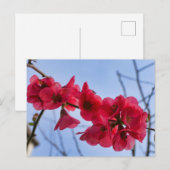 Chaenomeles speciosa briefkaart (Voorkant / Achterkant)
