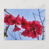 Chaenomeles speciosa briefkaart (Voorkant)