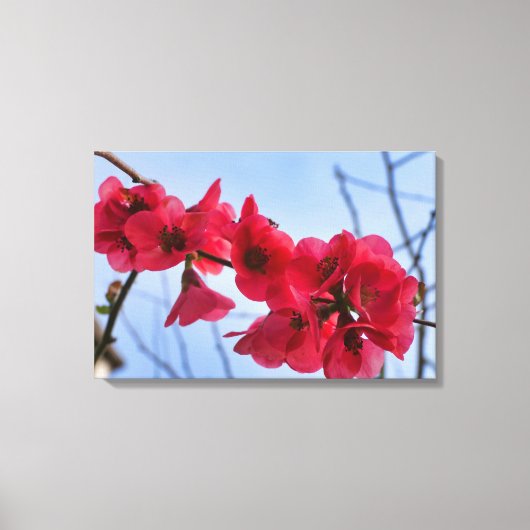 Chaenomeles speciosa canvas afdruk (Voorkant)