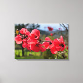 Chaenomeles speciosa canvas afdruk (Voorkant)