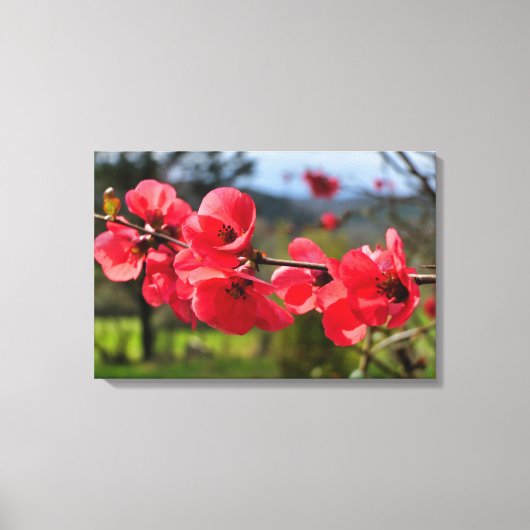 Chaenomeles speciosa canvas afdruk (Voorkant)