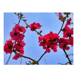 Chaenomeles speciosa foto afdruk