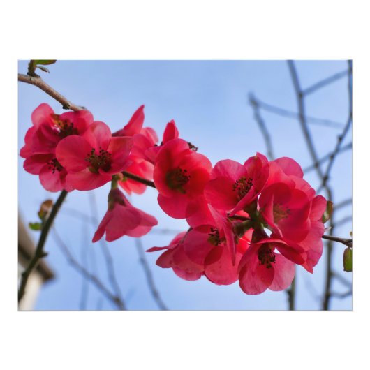 Chaenomeles speciosa foto afdruk (Voorkant)