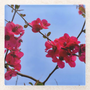 Chaenomeles speciosa glazen onderzetter