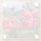 Chaenomeles speciosa glazen onderzetter (Achterkant)