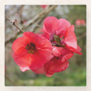 Chaenomeles speciosa glazen onderzetter