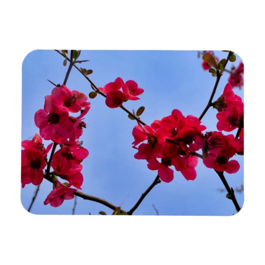 Chaenomeles speciosa magneet (Horizontaal)